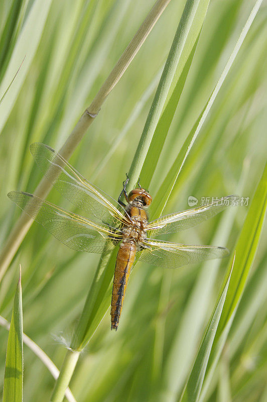 蓝色追逐蜻蜓(Libellula fulva)雌性